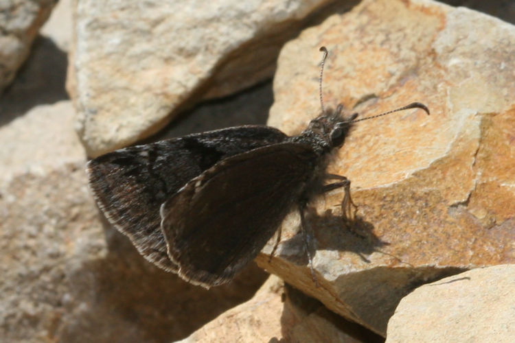 Erynnis marloyi: Bild 9