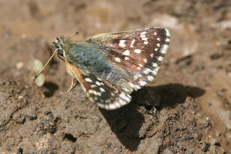 Spialia orbifer: Bild 2