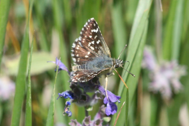 Spialia orbifer: Bild 4