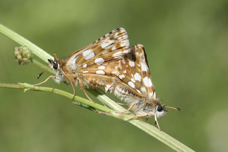 Spialia orbifer: Bild 25