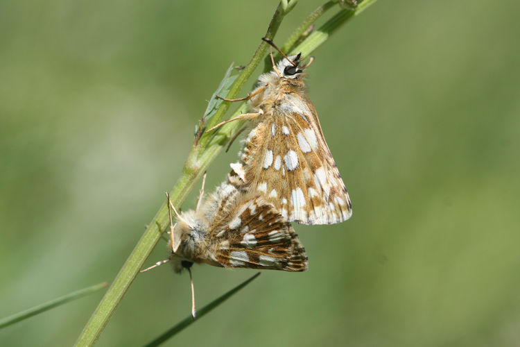 Spialia orbifer: Bild 26