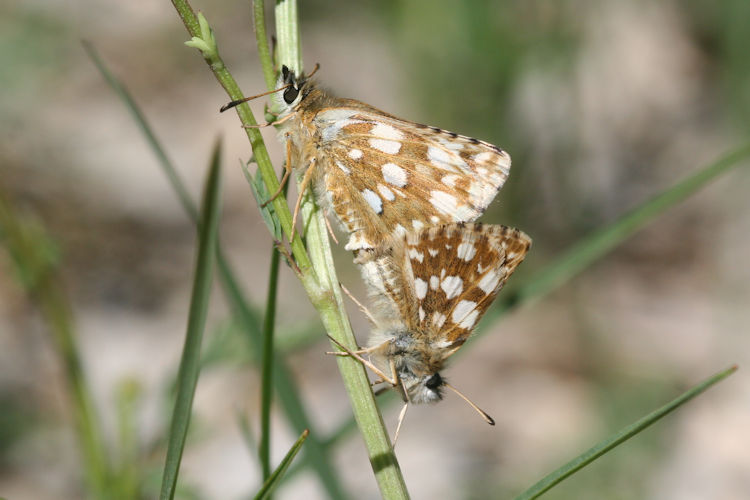 Spialia orbifer: Bild 27