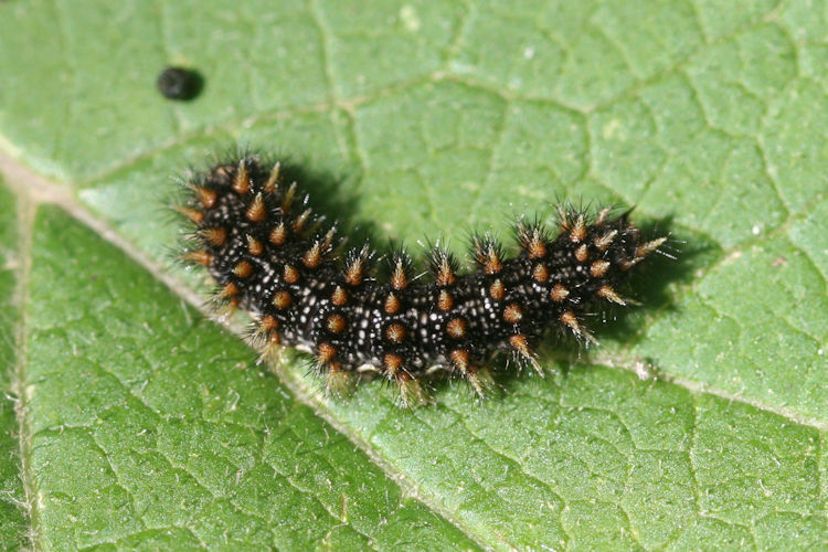 Melitaea phoebe ottonis: Bild 2