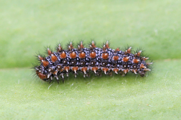 Melitaea phoebe ottonis: Bild 3