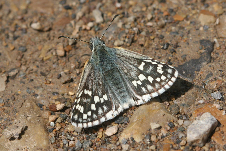 Pyrgus sidae: Bild 3