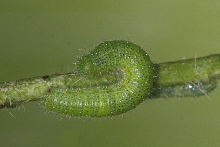 Pieris napi suffusa: Bild 1