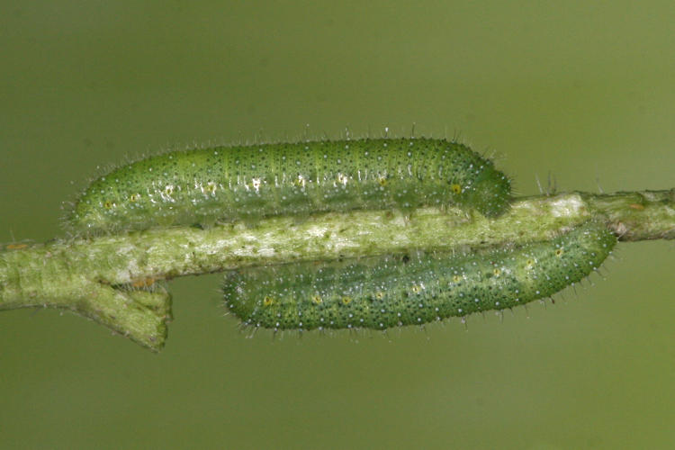 Pieris napi suffusa: Bild 2