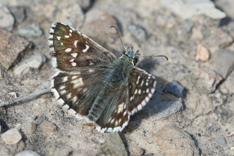 Pyrgus serratulae major: Bild 3