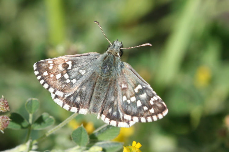 Pyrgus serratulae major: Bild 4