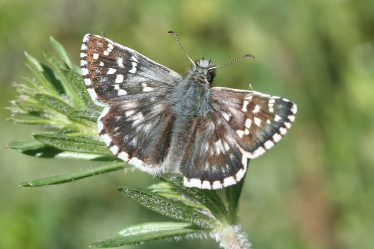 Pyrgus serratulae major: Bild 5