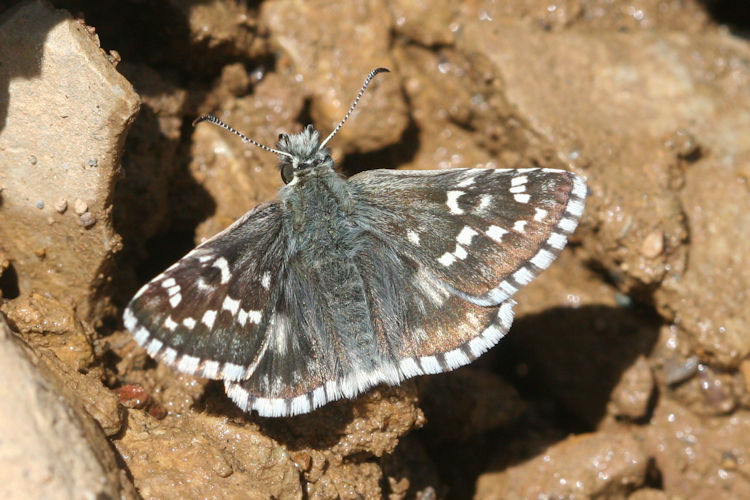 Pyrgus serratulae major: Bild 6