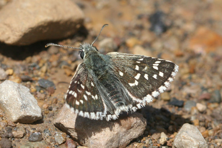 Pyrgus serratulae major: Bild 7