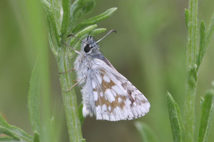 Pyrgus serratulae major: Bild 28