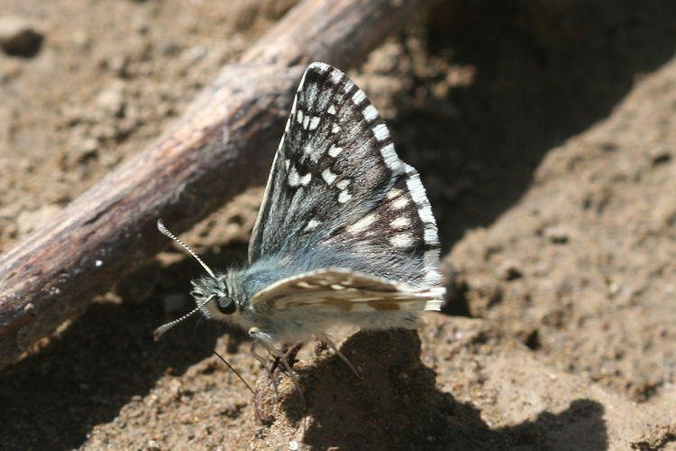 Pyrgus serratulae major: Bild 9