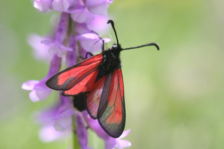 Zygaena purpuralis chamurli: Bild 2