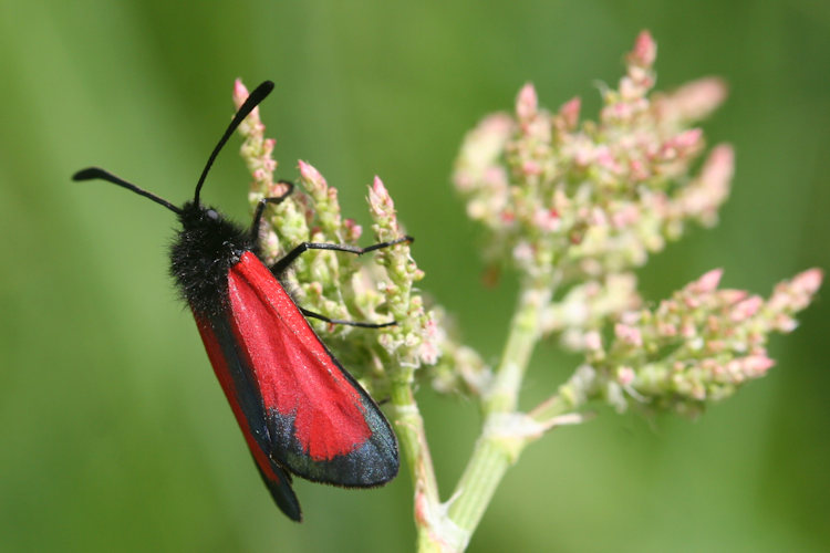 Zygaena minos: Bild 3