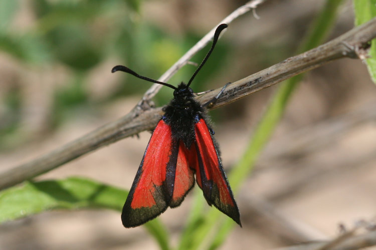 Zygaena minos: Bild 4