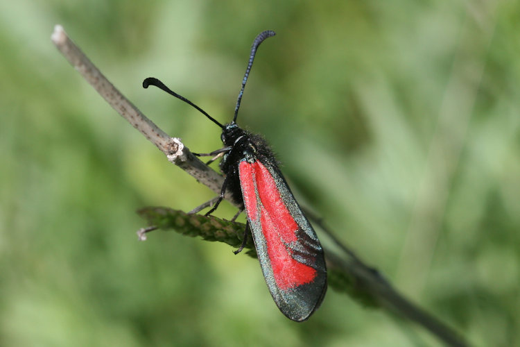 Zygaena purpuralis chamurli: Bild 3