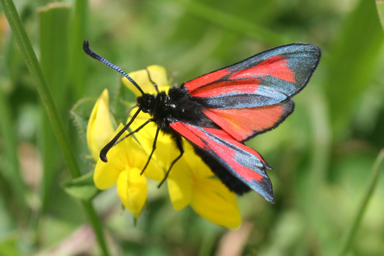 Zygaena purpuralis chamurli: Bild 4