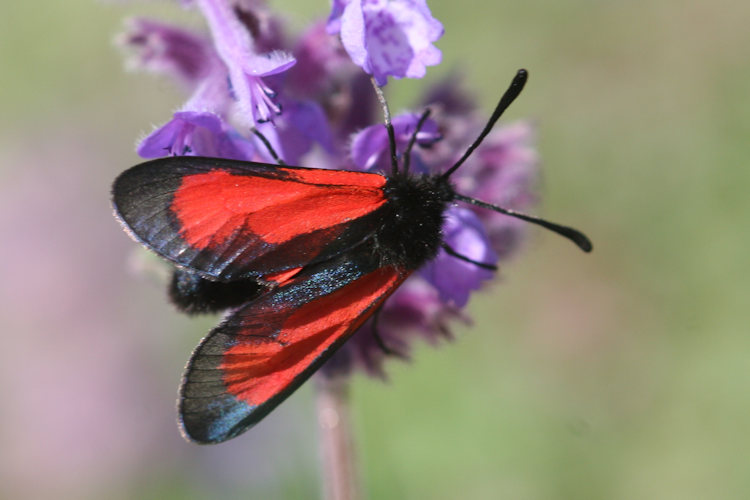 Zygaena purpuralis chamurli: Bild 5