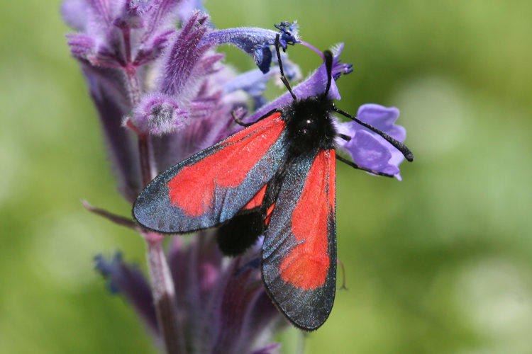 Zygaena purpuralis chamurli: Bild 6