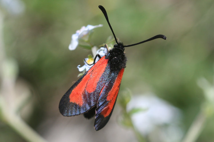 Zygaena purpuralis chamurli: Bild 7