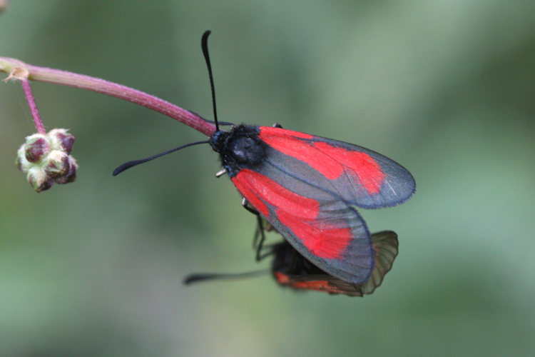 Zygaena purpuralis chamurli: Bild 9