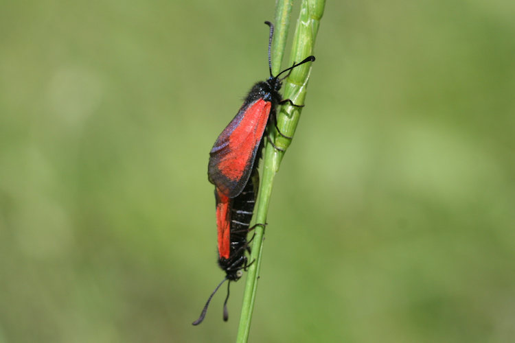 Zygaena purpuralis chamurli: Bild 10