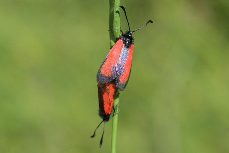 Zygaena purpuralis chamurli: Bild 12