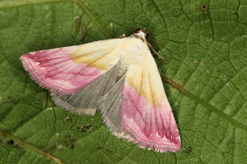 Eublemma purpurina: Bild 1