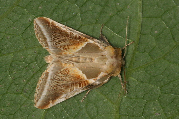 Habrosyne pyritoides: Bild 1