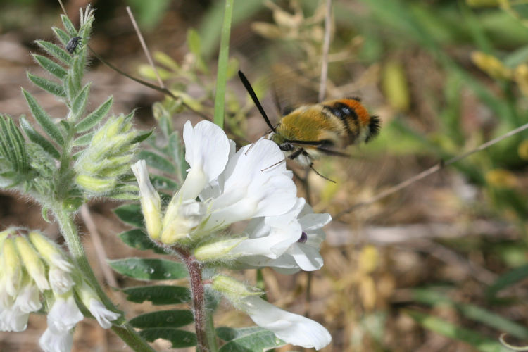 Hemaris tityus: Bild 2