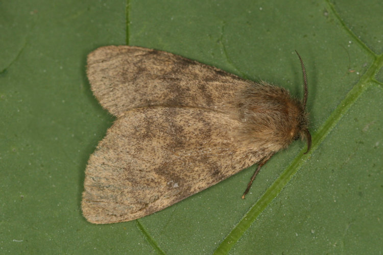 Lymantria lapidicola: Bild 5