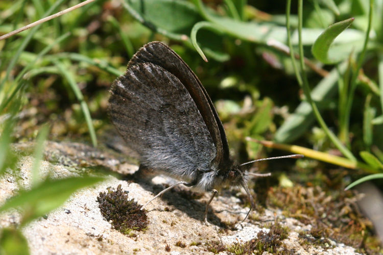 Erebia nivalis: Bild 32