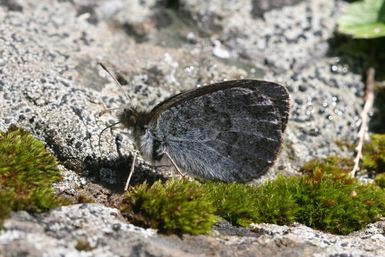 Erebia nivalis: Bild 34