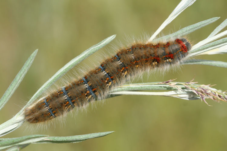 Lasiocampa eversmanni: Bild 2