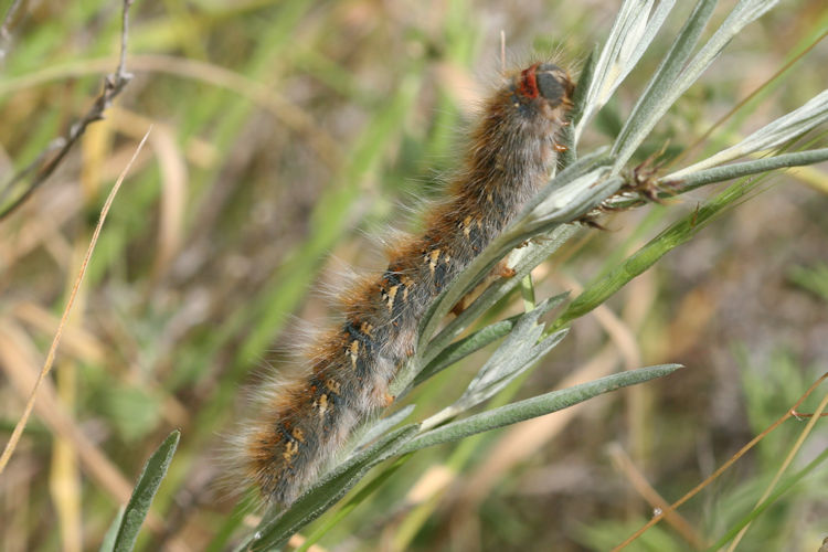 Lasiocampa eversmanni: Bild 4