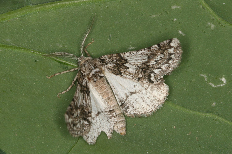 Phaselia serrularia: Bild 1