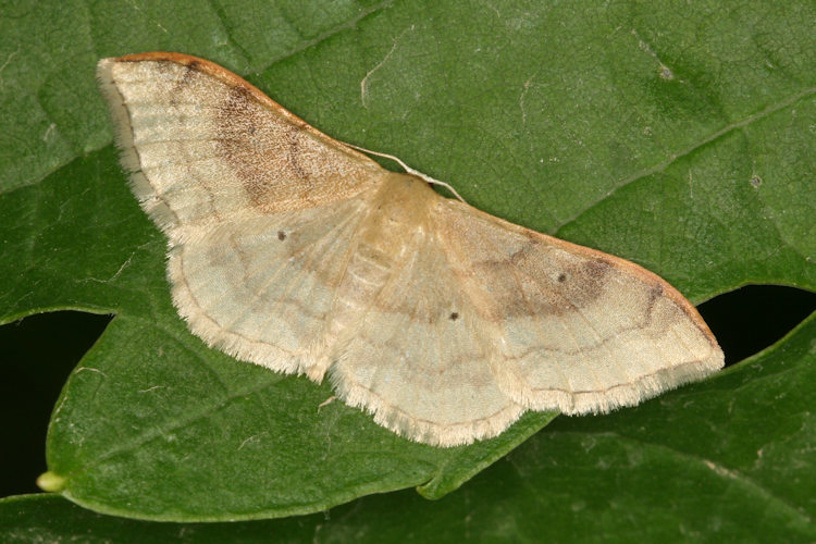 Idaea degeneraria: Bild 1