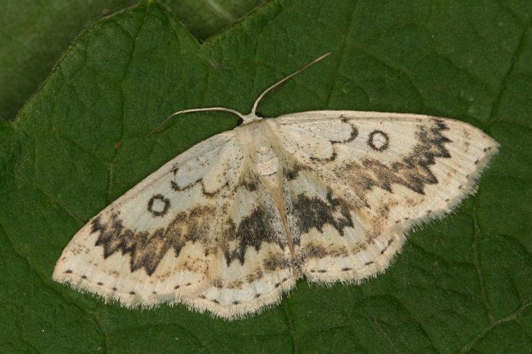 Cyclophora annularia: Bild 2