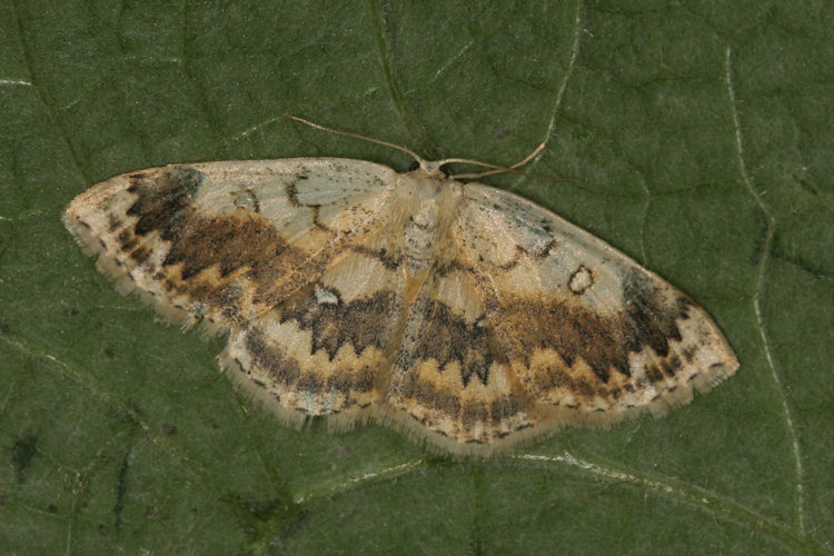 Cyclophora annularia: Bild 3