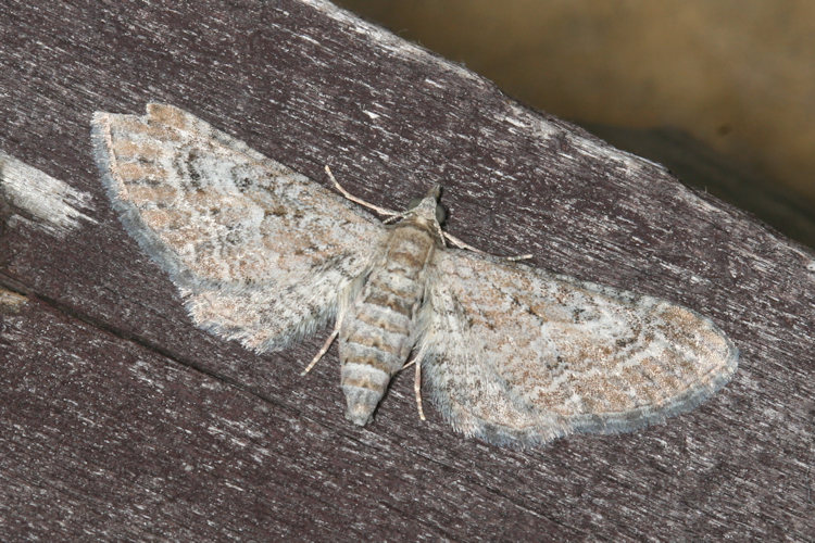 Eupithecia spadiceata: Bild 1