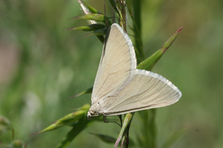 Lithostege odessaria: Bild 1