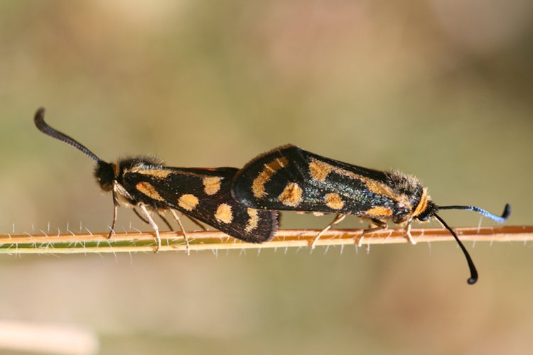 Zygaena johannae: Bild 3