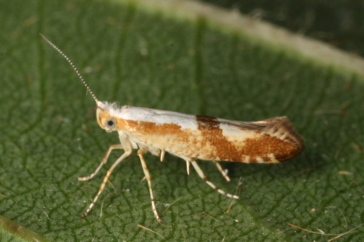 Argyresthia pruniella: Bild 1