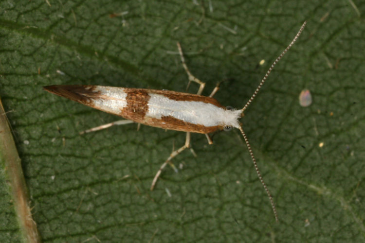 Argyresthia pruniella: Bild 2