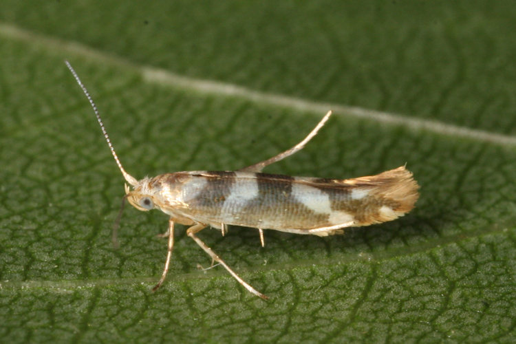 Argyresthia goedartella: Bild 1