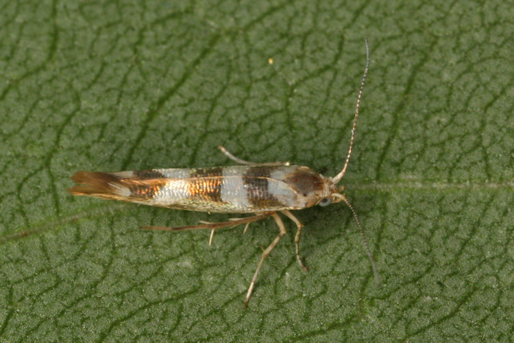 Argyresthia goedartella: Bild 2