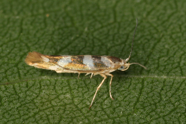 Argyresthia goedartella: Bild 3