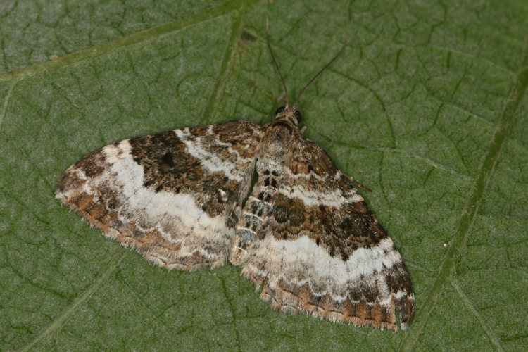 Epirrhoe alternata: Bild 11